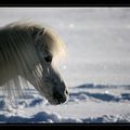 Chevaux dans la neige