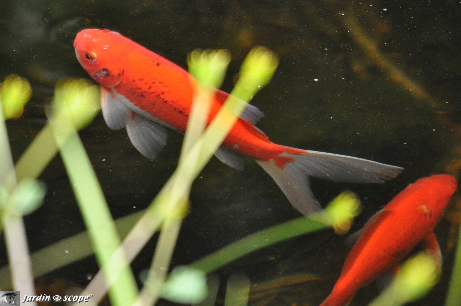 Bassin de jardin