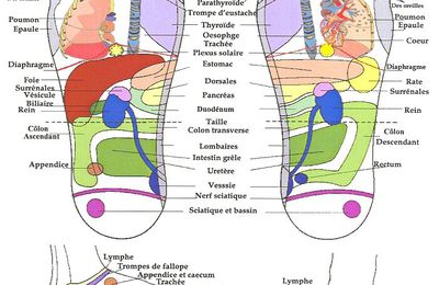 LA REFLEXOLOGIE PLANTAIRE