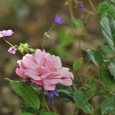 La première rose de 'Sophie's Perpetual'