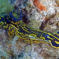 Doris géant (Hypselodoris picta webbi)