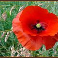 UN COQUELICOT