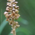 Orchidées 2019: Neottia nidus-avis