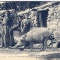 Cochons à la bergerie de Bavella.