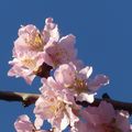 DEJA UN AVANT-GOÛT DE PRINTEMPS AU JARDIN !