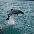 Les 55 derniers dauphins Maui de la planète menacés par des forages pétroliers