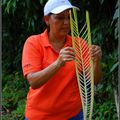 Costa Rica 7 - Coeurs de palmiers