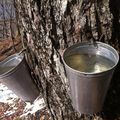 La cabane à sucre annonce l’arrivée du printemps ⛅️🍯☘️