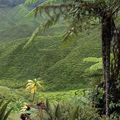 CAMERON HIGHLANDS ET SES THEIERS (MALAISIE)