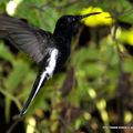 Colibri demi-deuil (Melanotrochilus fuscus)