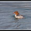 Harle bièvre - mergus merganser