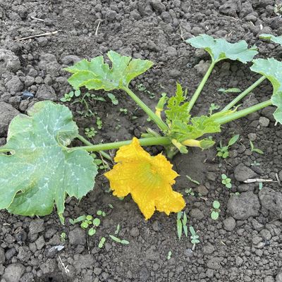 Des nouvelles du potager