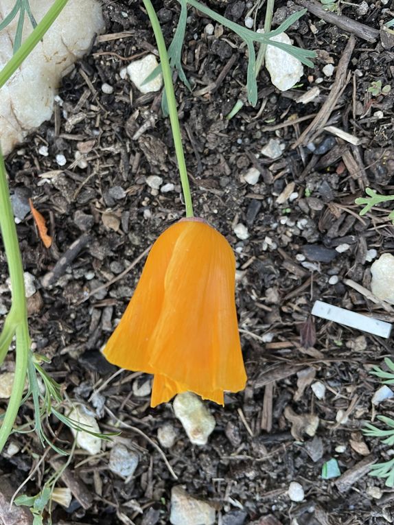 Mardi 04 novembre 2025: mes photos datent d'hier, les oiseaux avant la tonte , Dernière tonte , les fleurs bravent novembre, pause et silence contemplatif , les nuages pardessus le toit de ma cabane de jardin , mon diapo s'en suit ...