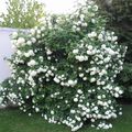 NOTE SPIRAEA "SNOWMOUND"