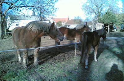 Nos chevaux dans le champ
