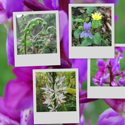 Bon anniversaire Sylvie!