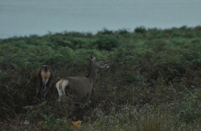 Les cerfs de Mull et d'Arran - Ecosse