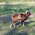 Mouflon 08