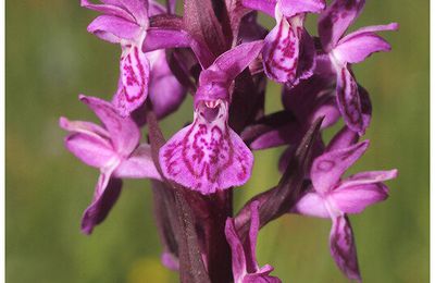 Dactylorhiza alpestris