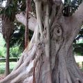 Jardins luxuriants de San Anton à Attard , île de Malte, arbres pluri centenaires