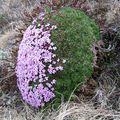 PRINTEMPS BOREAL: VERT ET VIOLET 