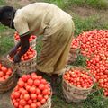 Cameroun: Les productions agricoles balbutient depuis le début de l'année dans les bassins de l'Ouest du pays