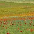 Promenade dans un champs de coquelicots...