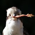 Récompense pour le kookaburra