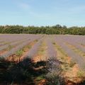 Lavande à valensole