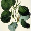 Herbier, les plantes qui soignent - Le Kava