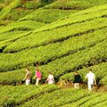 Au milieu des plantations de thé