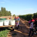 La viticulture et les vignerons comme projet pédagogique pour le CM1 de Françoise Dolto