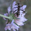  Larve de Camptopus lateralis ? (Alydidae) 