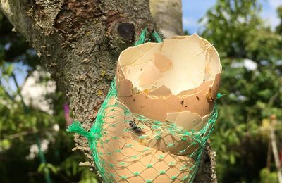 Une astuce pour protéger préventivement des arbres fruitiers...