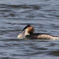 AVES - GREBE Huppé - Podiceps Cristatus 