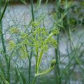 Le potager en juillet ...