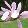 MAGNOLIA