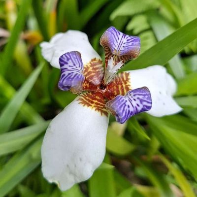 Un iris d'appartement 