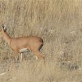 Antilope Steenbok
