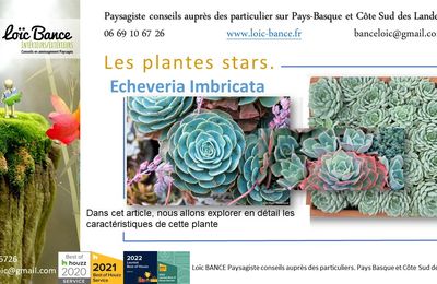🌵Echeveria Imbricata par Paysagiste Pays Basque et Paysagiste Landes.