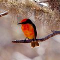 EQUATEUR - Une bonne saison pour la nidification des Moucherolles vermillon sur l'île Santa Cruz (Galapagos)