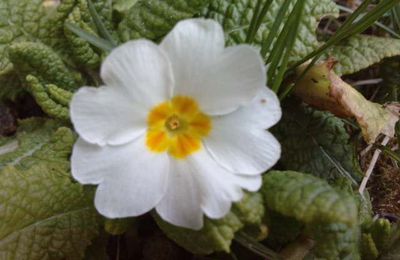 Fleurs à gogo.