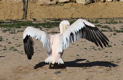 Le pélican blanc lustre son plumage