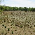 Dunes et tourbières en Bresse, 29 avril 2015