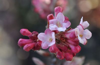 Pieris japonica et Viburnum... et déjà un petit air de printemps