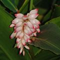 A tous maux (Alpinia zerumbet) - Martinique