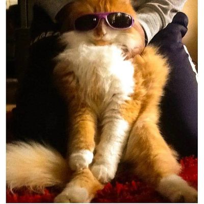 Mimi ou le chat le plus yolo de tous les temps !!!!