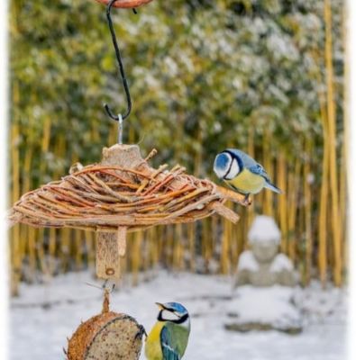 Nourrir les oiseaux 2026 - 1