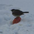 Article "Pour faire le bonheur des oiseaux" (La Libre Belgique décembre 2011)