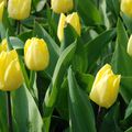 Tulipa 'Sunny Prince'